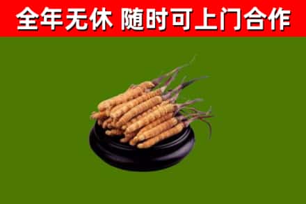 渝北回收散虫草